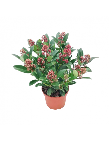 SKIMMIA JAPONICA diametro vaso 15 cm