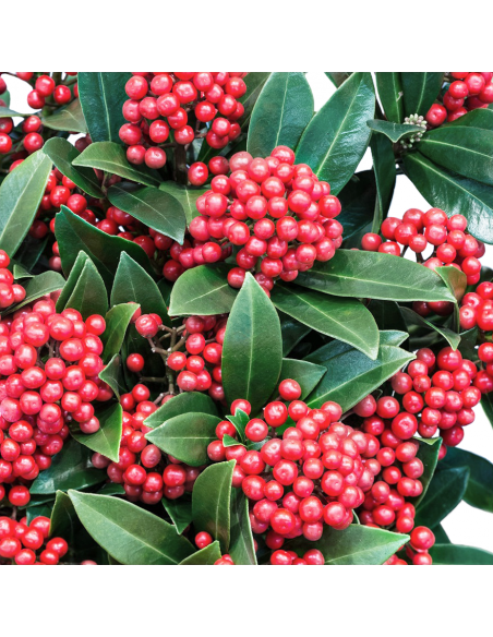 SKIMMIA JAPONICA diametro vaso 15 cm