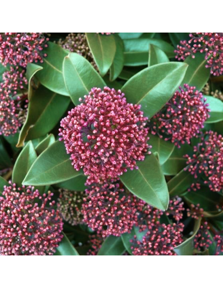 SKIMMIA JAPONICA diametro vaso 15 cm
