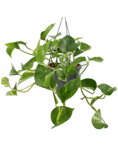 Pothos (EPIPREMNUM EPIPREMNUM HANGING) diametro vaso 14 cm