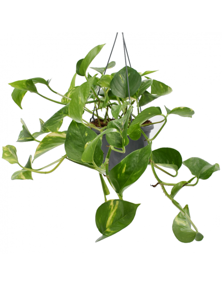 Pothos (EPIPREMNUM EPIPREMNUM HANGING) diametro vaso 14 cm