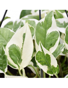 Pothos (EPIPREMNUM 'NJOY') diametro vaso 17 cm 2