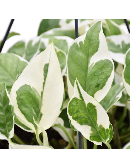 Pothos (EPIPREMNUM 'NJOY') diametro vaso 17 cm
