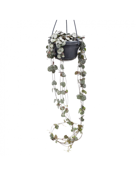 CEROPEGIA WOODII "Collana di Cuori" vaso 14 cm