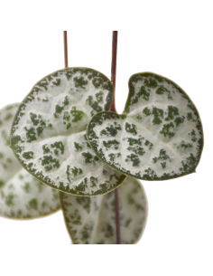 CEROPEGIA WOODII "Collana di Cuori" vaso 14 cm 2