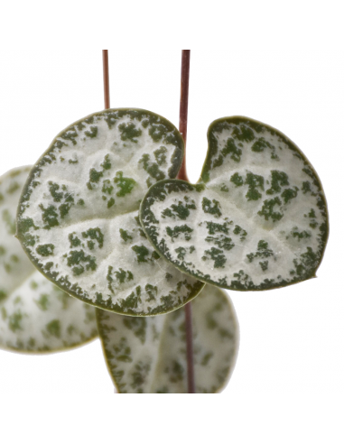 CEROPEGIA WOODII "Collana di Cuori" vaso 14 cm