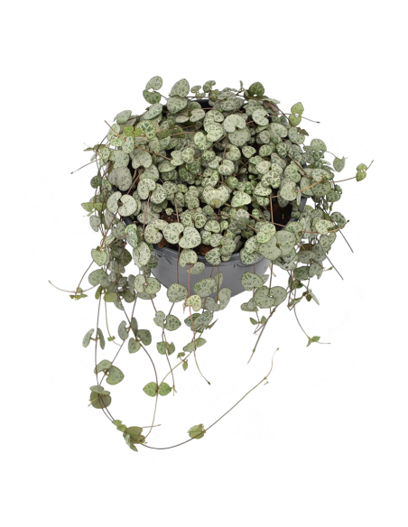 CEROPEGIA WOODII "Collana di Cuori" vaso 14 cm
