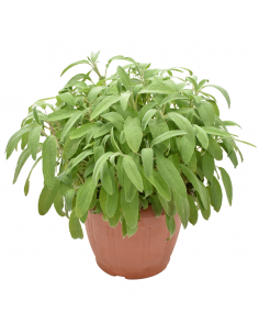 PIANTA AROMATICA SALVIA diametro vaso 25 cm 2