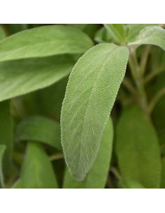 PIANTA AROMATICA SALVIA diametro vaso 19 cm