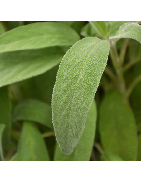 PIANTA AROMATICA SALVIA diametro vaso 19 cm