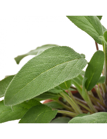 PIANTA AROMATICA SALVIA diametro vaso 19 cm