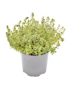 TIMO 'LADY D' diametro vaso 14 cm 2
