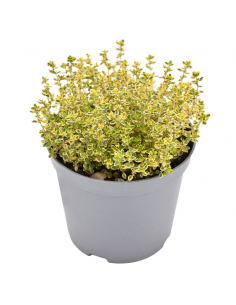 TIMO 'LIMONE' diametro vaso 14 cm 2