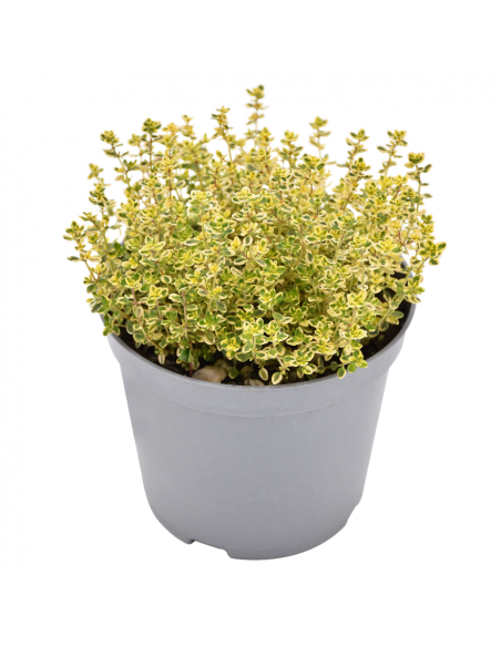 TIMO 'LIMONE' diametro vaso 14 cm