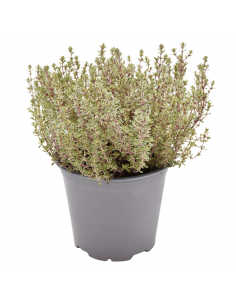 TIMO 'SILVER QUEEN' diametro vaso 14 cm 2