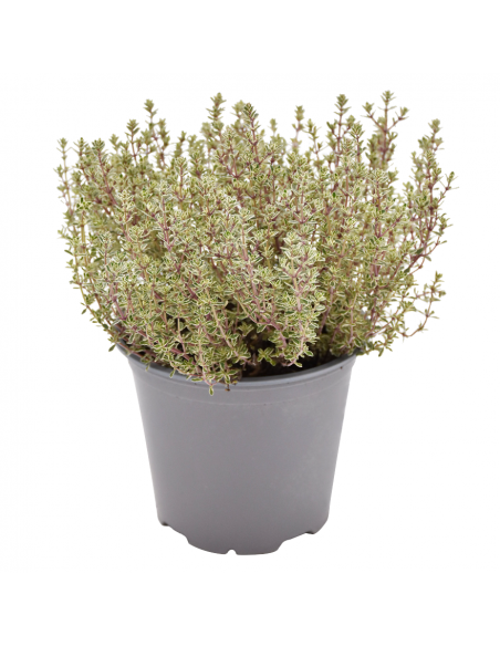 TIMO 'SILVER QUEEN' diametro vaso 14 cm