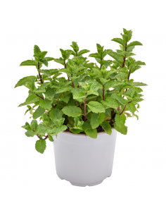MENTA "MAROCCHINA" diametro vaso 14 cm 2