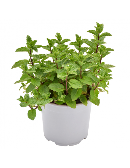 MENTA "MAROCCHINA" diametro vaso 14 cm