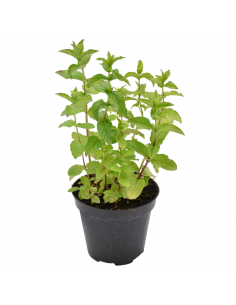 MENTA PIPERITA diametro vaso 14 cm 2