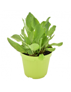 ERBA SAN PIETRO diametro vaso 14 cm