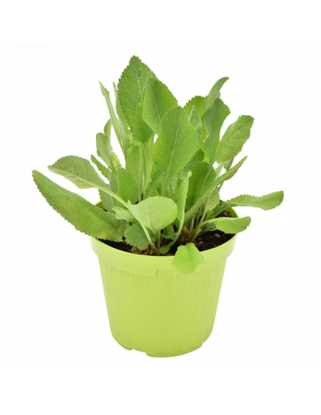 ERBA SAN PIETRO diametro vaso 14 cm