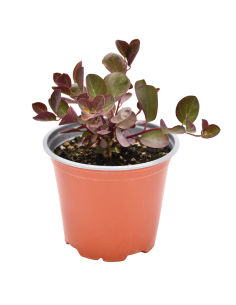 CAPPERO diametro vaso 14 cm 2