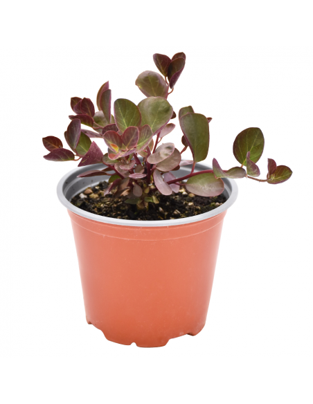 CAPPERO diametro vaso 14 cm
