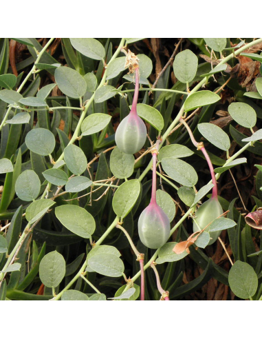 CAPPERO diametro vaso 14 cm