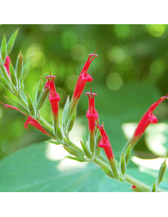 SALVIA ANANAS diametro vaso 14 cm