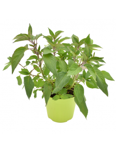 SALVIA ANANAS diametro vaso 14 cm 2