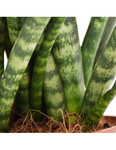 SANSEVERIA 'FERNWOOD' diametro vaso 10 cm