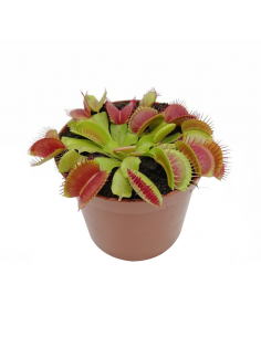 DIONAEA MUSCIPULA (P. Carnivora) diametro vaso 8,5 cm