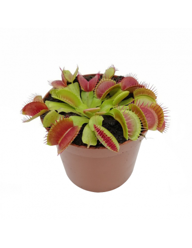 DIONAEA MUSCIPULA HYBRIDE diametro vaso 8,5 cm (P. Carnivora)