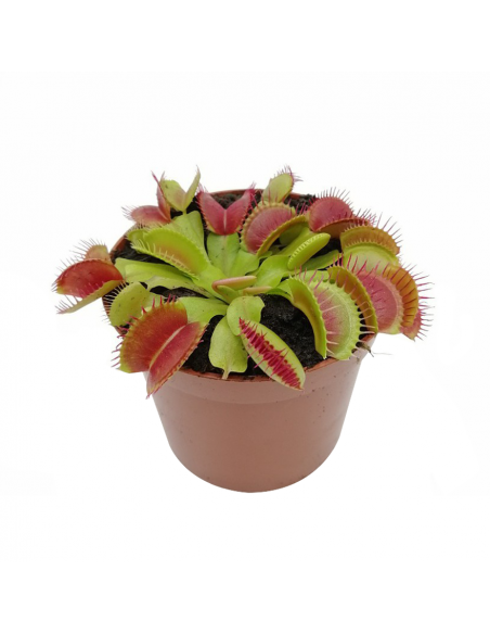 DIONAEA MUSCIPULA (P. Carnivora) diametro vaso 8,5 cm