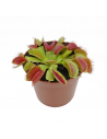 DIONAEA MUSCIPULA (P. Carnivora) diametro vaso 8,5 cm