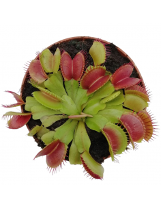 DIONAEA MUSCIPULA (P. Carnivora) diametro vaso 8,5 cm 2