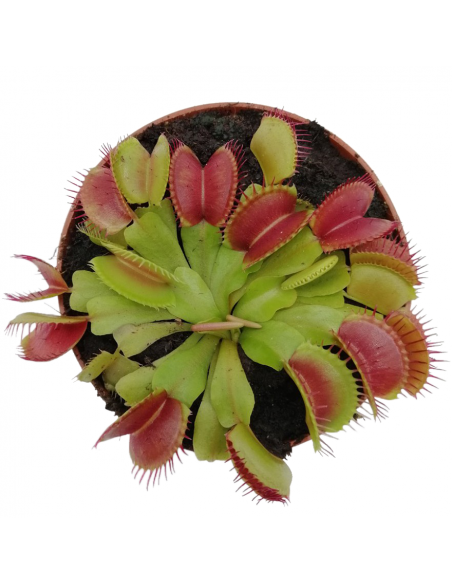 DIONAEA MUSCIPULA (P. Carnivora) diametro vaso 8,5 cm