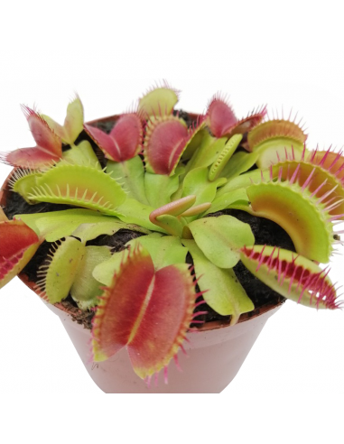 DIONAEA MUSCIPULA (P. Carnivora) diametro vaso 8,5 cm
