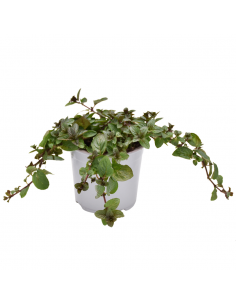 MENTA GLACIALE diametro vaso 14 cm 2
