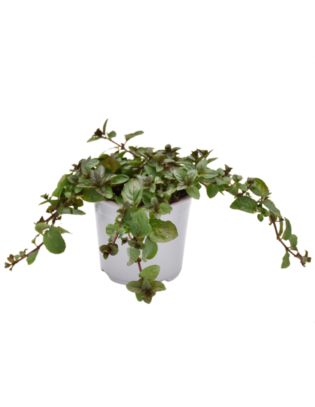 MENTA GLACIALE diametro vaso 14 cm