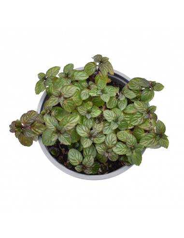 MENTA GLACIALE diametro vaso 14 cm