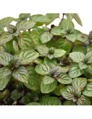 MENTA GLACIALE diametro vaso 14 cm