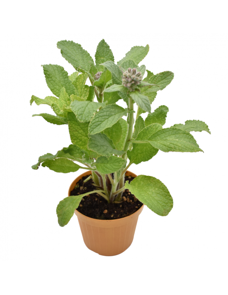 BORRAGINE diametro vaso 14 cm