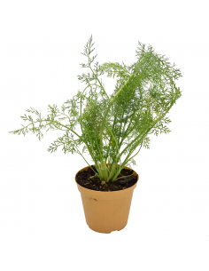 FINOCCHIO SELVATICO diametro vaso 14 cm 2