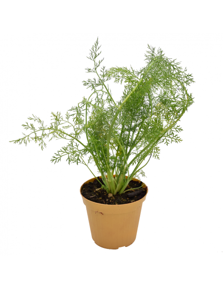 FINOCCHIO SELVATICO diametro vaso 14 cm