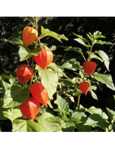 ALKEKENGI "Lanterna Cinese" colore arancio diam. vaso 13 cm