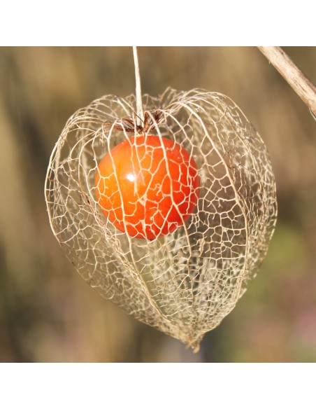 ALKEKENGI "Lanterna Cinese" colore arancio diam. vaso 13 cm