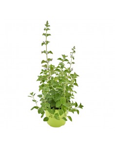 NEPETELLA diametro vaso 14 cm