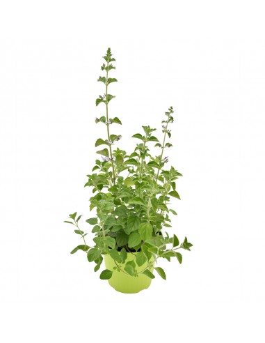 NEPETELLA diametro vaso 14 cm