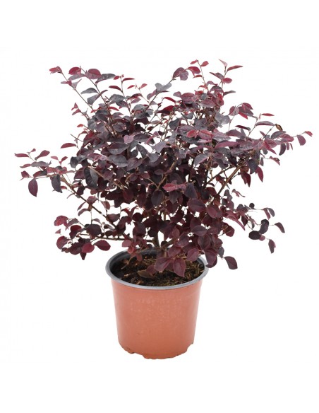 LOROPETALUM 'CHINENSE' diametro vaso 19 cm